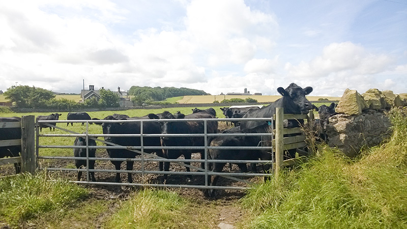 Kühe auf dem Küstenspziergang in Spittal bei Berwick
